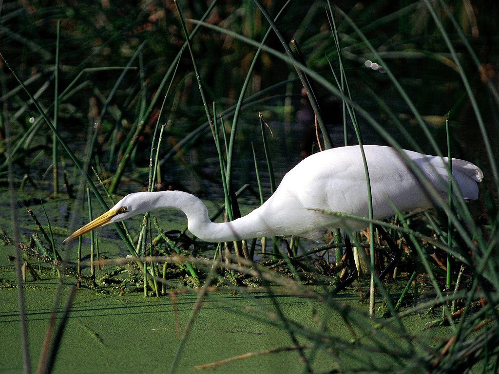 In the Green, Great Egret